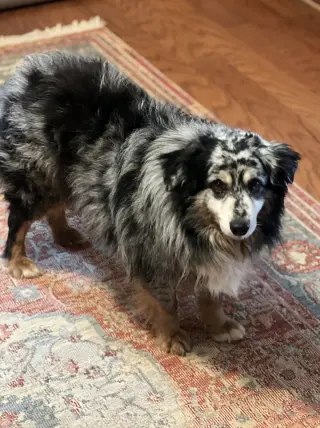 Finn