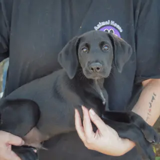 Bo