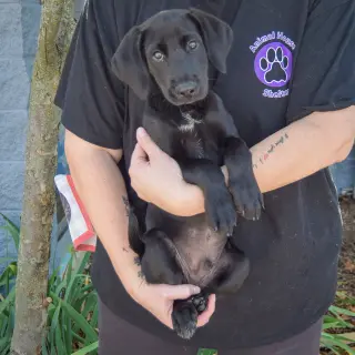 Bo