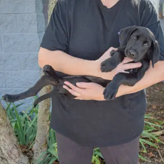 Bo