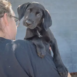 Bo