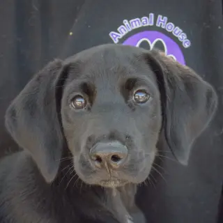 Bo