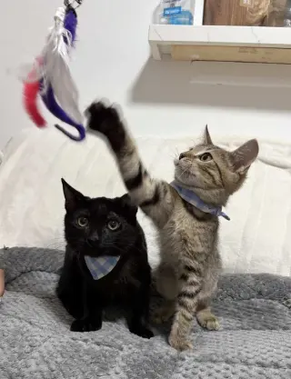 Kitten Macho