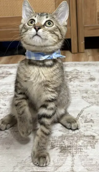 Kitten Oso