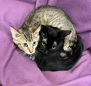 Kitten Oso