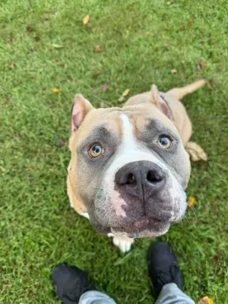 Meatball