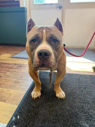 Meatball