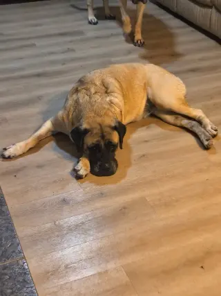 Rosie
