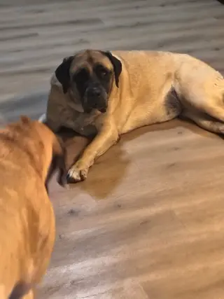 Sammy
