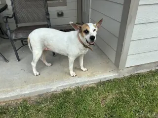 Roxy