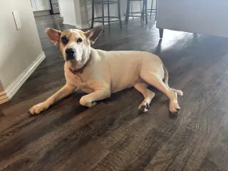 Roxy