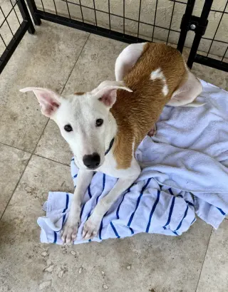 TOT Sweet Puppy
