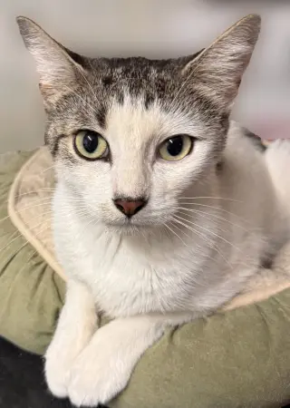 Penny