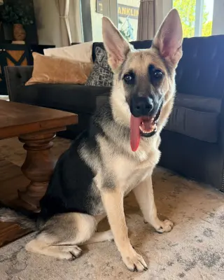 PUPPY RAQUEL