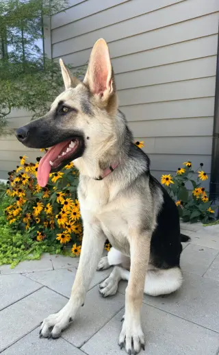 PUPPY RAQUEL