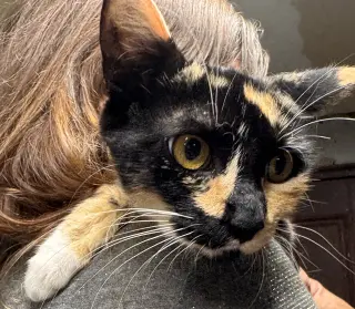 Rosie