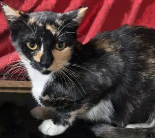 Rosie