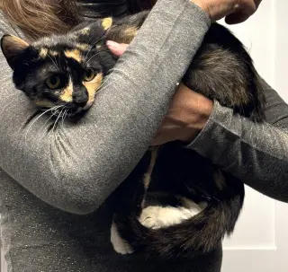 Rosie