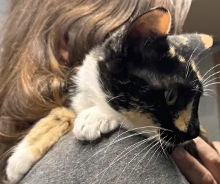 Rosie