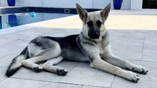 PUPPY RAQUEL