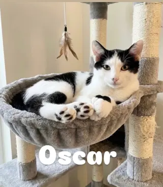 Oscar