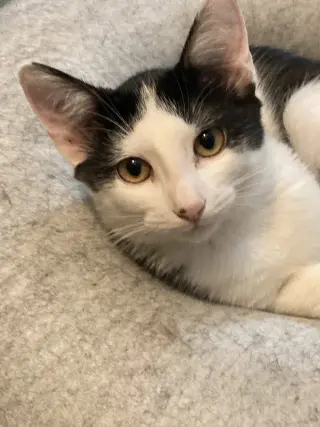 Oscar