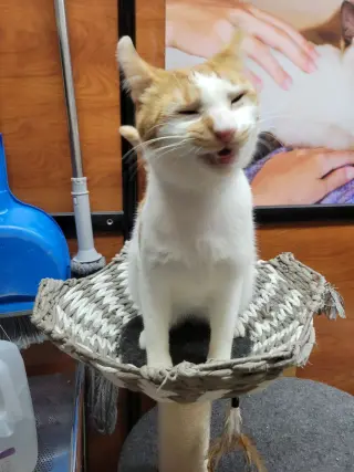 Eddie Spaghetti