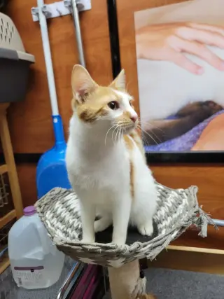 Eddie Spaghetti