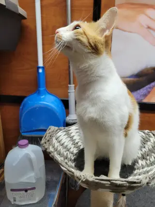 Eddie Spaghetti
