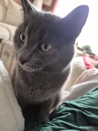 Katie Gray Paws