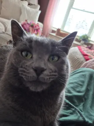 Katie Gray Paws