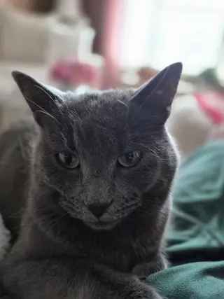 Katie Gray Paws