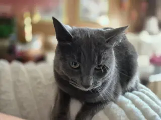 Katie Gray Paws