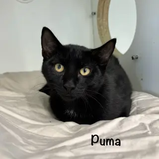 Puma