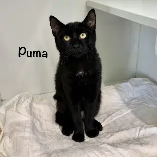 Puma