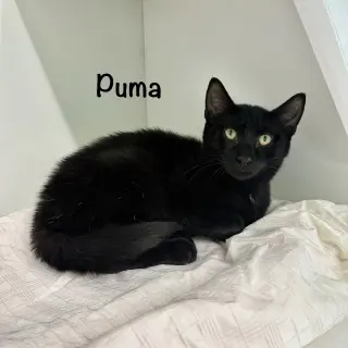 Puma