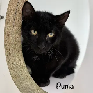 Puma