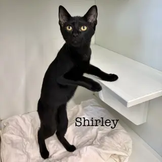 Shirley