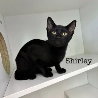 Shirley