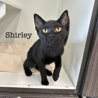 Shirley