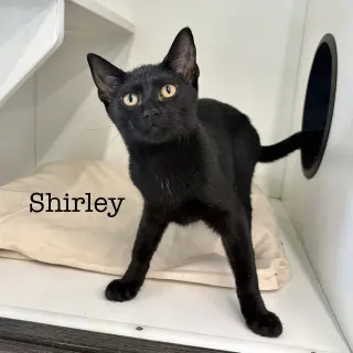 Shirley
