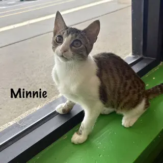 Minnie