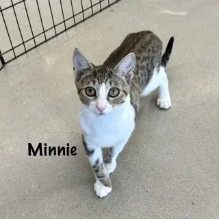 Minnie