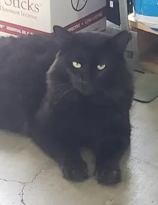 Thomas
