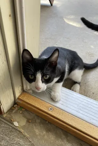 Oreo