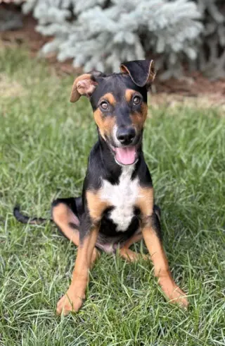 AJ
