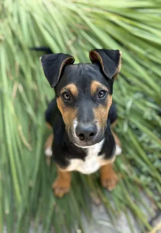AJ
