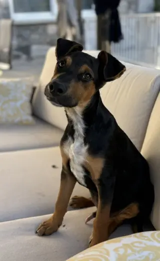 AJ