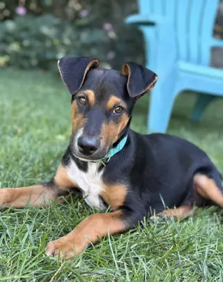AJ