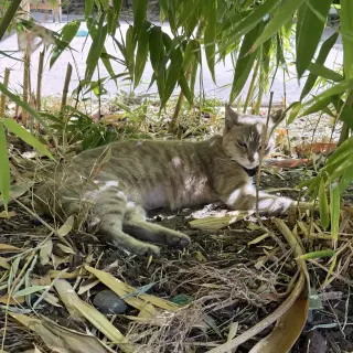 Bamboo (Courtesy Post)